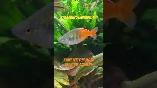 Boeseman&rsquo;s Rainbowfish #tropicalfish #aquarium #plantedtank #fishtank #aquascape