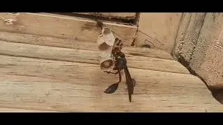 Bio-Engineering & Architecture: How the Thread-Waisted Wasp Builds Its Woodfibre&ndash;Saliva Nest # Viral