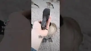 Canada Geese Attack