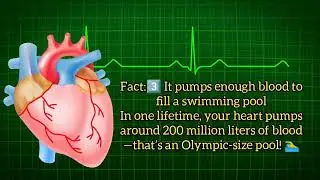 3 Amazing Facts About the Human Heart ❤️🤯@satisfyingclips-01  #amazingfacts 