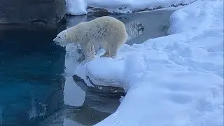20260115:今日の円山動物園