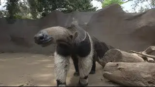 Giant Anteaters: Looks Can Be Deceiving