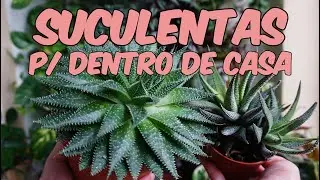 30 Suculentas de sombra com nomes para dentro de casa