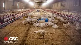 B.C. farmers worry about more Avian flu transmission