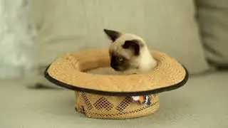 Cute Cats & Funny Kittens |Simease Kitten in a Straw Hat  | @AeepoCatFood