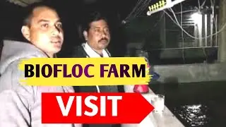 Gk Biofloc Fish Farming Vist #fish #biofloc /fish culture in cement tank @😲😲