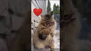 Trending Animals Funny Clips || #funny Cats #shorts Wait For Last One || #trending #animals #reels