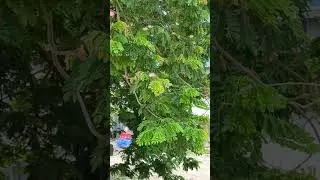 🌳 Green views = fresh vibes. 💚#viral #NatureScene #TreeLove #FreshAirFeels