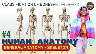Ep4 - Classification of Bones (on development). Discussion on Membrane, Cartilagenous, Somatic Bones