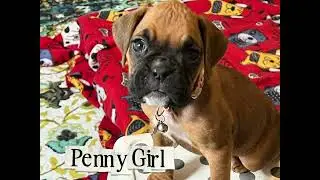 Penny, 6 weeks 