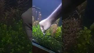 How to do planting in your aquarium