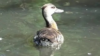 Spotted Whistling-Duck