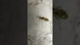 Oecophylla smaragdina&nbsp;(Green Ant)