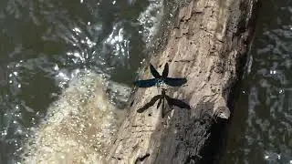 Bosbeekjuffer (Calopteryx virgo), man
