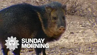 Nature: Javelinas