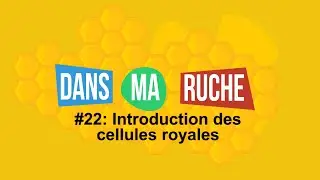 #22-Introduction des cellules royales