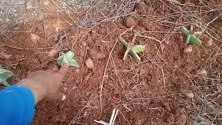 COMO PLANTAR MANDACARU SEM ESPINHO DA FORMA CERTA