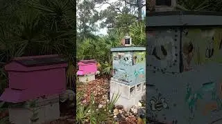First flight! #love #bee #beekeper #beehive #art #savethebees #savetheplanet