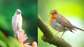 Robin Animal -  Physical Characteristics - Habitat - Diet - Behavior - 101 Facts #usa  #animal