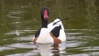 Common Shelduck.