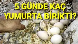 FOLLUKLARDAN YUMURTA TOPLADIM. 5 GÜNDE NEREDEYSE %100 VERİM.