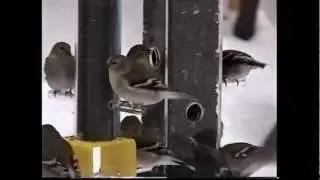 T-01 Finch Feeder by Peter's Feeders