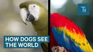 How Dogs See The World — And It's More Than Black And White