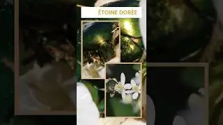La c&eacute;toine dor&eacute;e (cetonia aurata) #insectes #animals #shorts #coleoptera