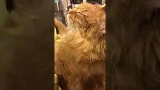 Спокойствие в защищённом месте #кот #чилим #сон #cat #dream
