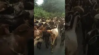 animals video/goat walking on long line live