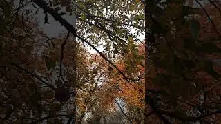 Черный принц - голландский аристократ в нашем саду