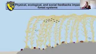 Kelp Forest Ecology and Restoration in California