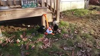 The crows have eyes.