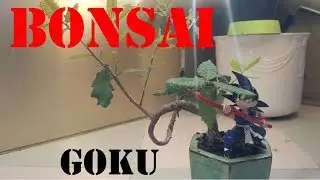 PRE BONSAI Quercus Fag&iacute;nea 🌳  | GOKU BONSAISTA | pinzado.