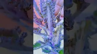 um cacto diferente ex&oacute;tico bonito #plantas #cacto #diferente