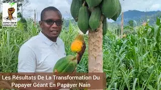 Voici Les Résultats De La Transformation Du Papayer Géant En Papayer Nain !!!