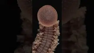 Which animal has 32 brains, 5 pairs of eyes and 300 teeth? #animals #animalvideo #teeth #brains