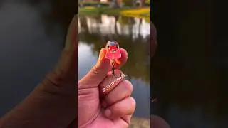 #bait #bassfishing #wootungsten #fishing #everyone #monsterbass #youtube #strikeking #wootungsten