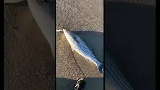 Stripers can&rsquo;t resist the bone little neck popper #catchandrelease