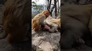Baby Monkey You Must Watch With Creative Trap #Monkey #BabyMonkey #ShortVideos #EP394