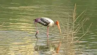 MVI 0042 Umbrella fishing or Canopy feeding by Painted Stork, Chunchaghatta Lake, 200422