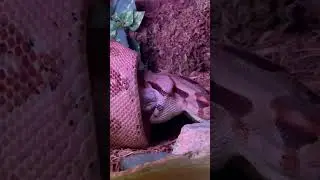 Boa Constrictor Feeding Day! | Herpin Hippie