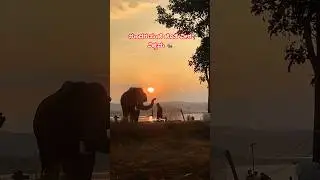 ಹಾರಂಗಿ ಹಿನ್ನೀರಿನ ಸುಂದರ ನೋಟ #harangi #elephant camp #viralshort #coorg