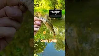 Nice sized Creek Chub caught on a trout magnet!!! #fishing #sportfishing #creekfishing
