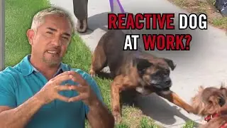 Can a Reactive Dog Be Trusted to Help Others? | Cesar 911