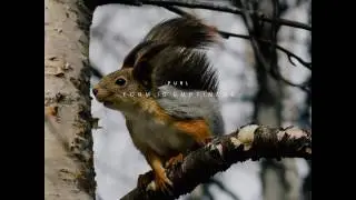 Purl -   Form Is Emptiness