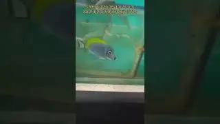 zoster butterfly, powder blue tang transport to Ramanathapuram #wildlife #aquarium #tamil #tamil