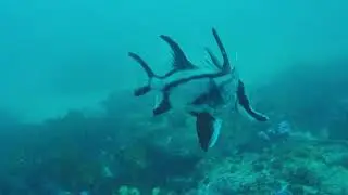 Longsnout Boarfish, Pentaceropsis recurvirostris