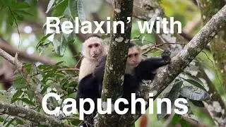 Relax: 15 minutes of capuchin monkeys chilling & grooming in 4K no narration - Costa Rica Critters