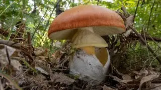 Porcini neri e ovoli nei boschi di cerro: convivenze fra i piani